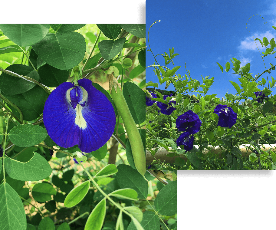 Butterfly pea flowers