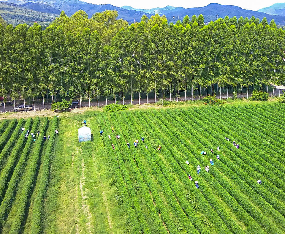Butterfly pea field in Thailand