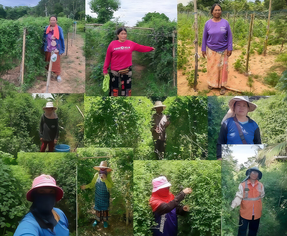 Butterfly pea field in Thailand