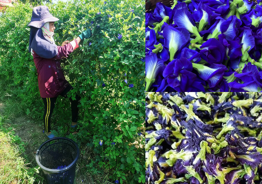 Harvesting butterfly pea petals