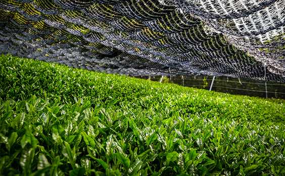 Tea plants under black netting