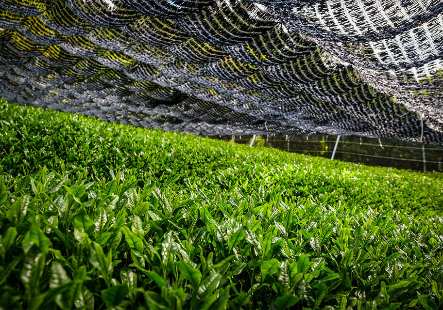 Tea plants under black netting