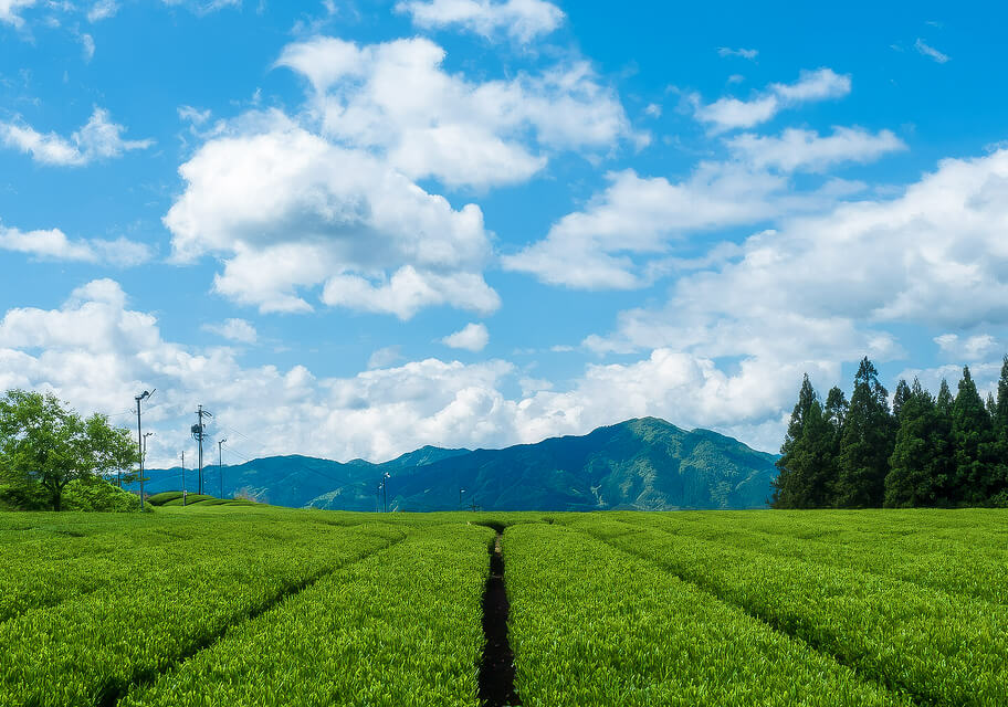 Tea fields in Mino with mountains in the distance