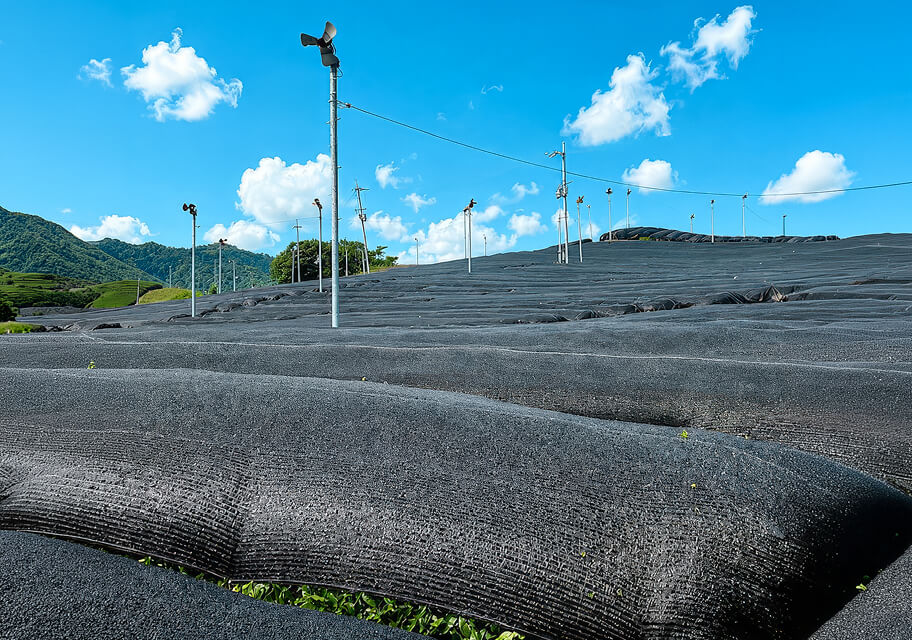 Tencha field covered with black netting