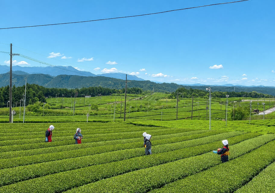 Tea pickers in a Tsuchiyama tea field